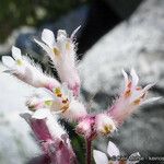 Heuchera caespitosa Λουλούδι