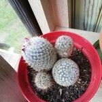 Mammillaria haageana Foglia