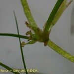 Zannichellia palustris बार्क (छाल)