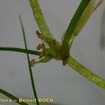 Zannichellia palustris Kabuk