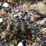 Mammillaria voburnensis Habit
