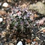 Mammillaria voburnensis 形態