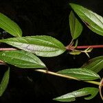 Heterocondylus vitalbae Hoja