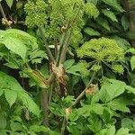 Angelica atropurpurea Характер