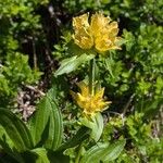 Gentiana punctata Elinympäristö