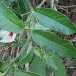 Mandevilla hirsuta List