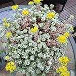 Sedum spathulifolium पत्ता