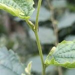 Celtis africana Bark