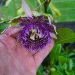 Passiflora laurifolia Kukka