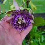 Passiflora laurifolia Цвят