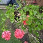 Pelargonium inquinansFlor