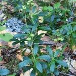 Chimaphila umbellata Ostatní