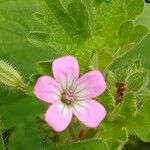 Geranium rotundifolium Квітка