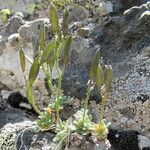 Draba tomentosa Vekstform