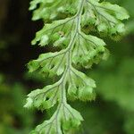 Hymenophyllum fucoides Лист