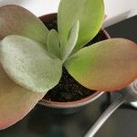 Kalanchoe tetraphylla 葉