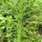 Equisetum pratense برگ