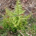 Dryopteris filix-masFuelha