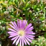 Delosperma sutherlandii Lorea