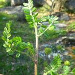 Biserrula pelecinus Leaf