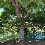 Quercus dentata Casca