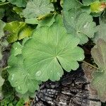 Alchemilla mollis 葉