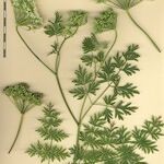Katapsuxis silaifolia Mosusu