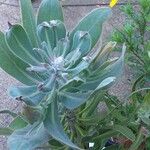 Protea caffra Leaf