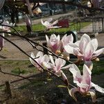 Magnolia x soulangeana Συνήθη χαρακτηριστικά