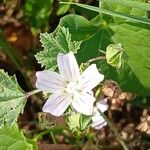 Malva neglecta Květ