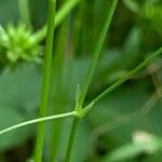 Stellaria graminea Ekosanga
