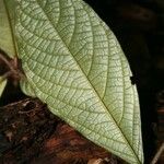 Cordia nodosa Blatt