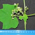 Echinopepon wrightii Otro