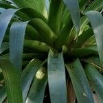 Billbergia rosea Leaf