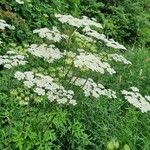 Heracleum sphondyliumAlkat (teljes növény)