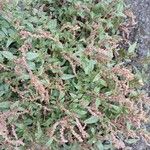 Amaranthus deflexus موطن