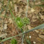 Echinaria capitata Fruit