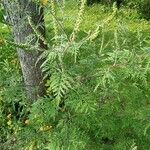 Ambrosia artemisiifolia Habit