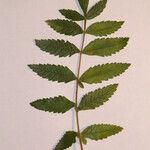 Rhus coriaria Otro