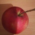 Malus domestica ᱡᱚ