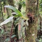 Dendrobium muricatum