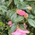 Camellia sasanqua Flower