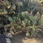 Opuntia elatior 整株植物