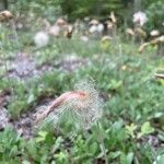 Dryas drummondii Frukt
