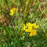 Coronilla minima Flower