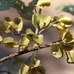 Combretum molle Fruit