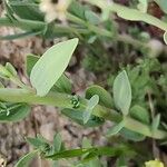Linaria micrantha Leaf