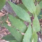 Elsholtzia stauntonii Hoja