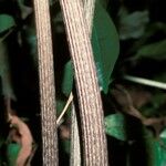 Tacca leontopetaloides Leaf