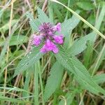 Stachys palustrisLapas